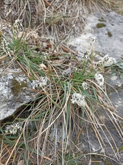 Sesleria