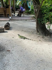 Iguana iguana