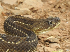 Crotalus durissus
