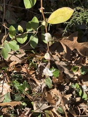 Lonicera fragrantissima