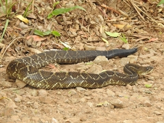 Crotalus durissus