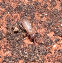 Willowsia nigromaculata