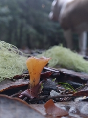 Guepinia helvelloides