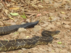 Crotalus durissus