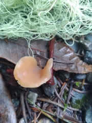 Guepinia helvelloides