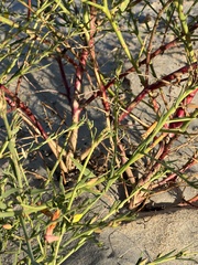 Eulobus crassifolius