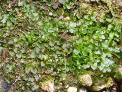 Plagiomnium rostratum