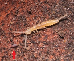 Entomobryidae