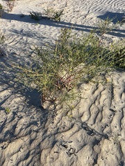 Eulobus crassifolius
