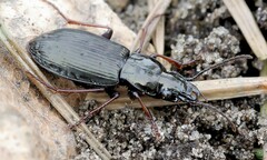 Pterostichus oblongopunctatus