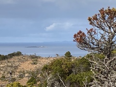 Pinus contorta contorta