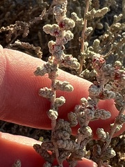 Atriplex julacea
