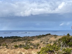 Pinus contorta contorta