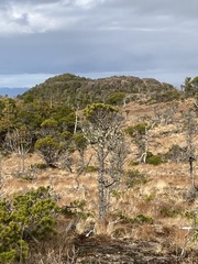 Pinus contorta contorta