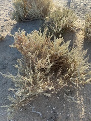 Atriplex julacea