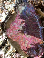 Anemonia viridis