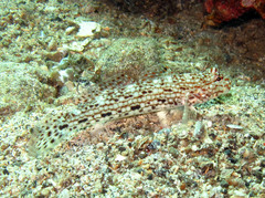 Istigobius decoratus