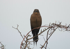 Quiscalus major
