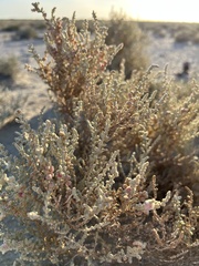 Atriplex julacea