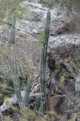 Cactaceae