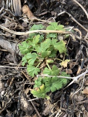 Callirhoe involucrata