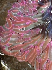 Anemonia viridis