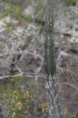 Cactaceae