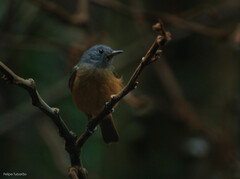 Mionectes rufiventris