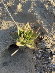 Dudleya acuminata