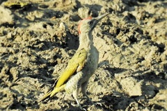 Levaillant's Woodpecker photo 3