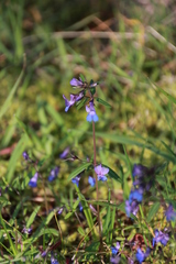 Collinsia grandiflora
