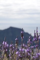 Lavandula