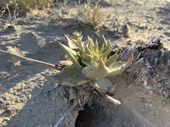 Dudleya acuminata