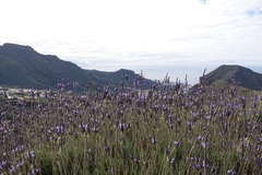 Lavandula