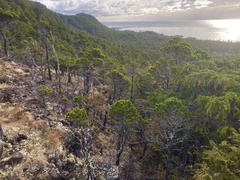 Pinus contorta contorta