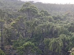 Pinus contorta contorta