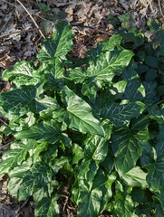 Arum italicum italicum