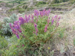 Astragalus bisulcatus