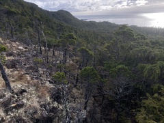 Pinus contorta contorta