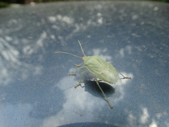 Chlorocoris rufopictus