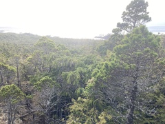 Pinus contorta contorta