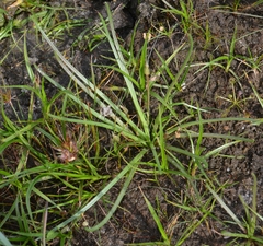 Littorella uniflora