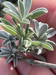Lupinus longifolius