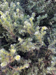 Cryptantha maritima maritima