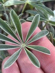 Lupinus longifolius