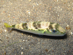 Lagocephalus sceleratus