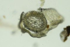 Sanionia uncinata