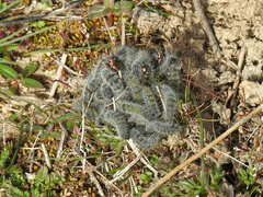 Thaumetopoea herculeana