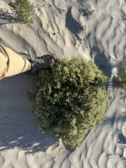 Cryptantha maritima maritima