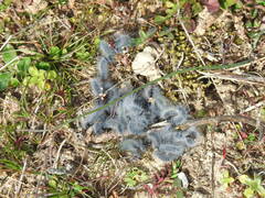 Thaumetopoea herculeana